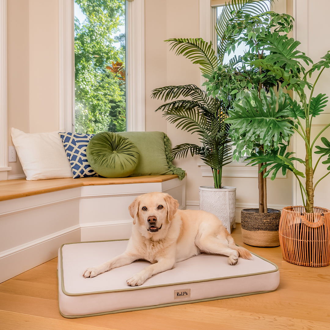 Rollo Bed Large | Stylish Orthopedic Dog Beds – Rolloa Pets