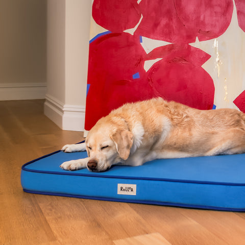 A dog sleeps on the orthopedic neptune blue bog bed in large with a double sided cooling mattress.