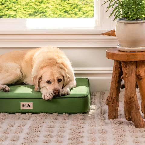 A dog lays on top of the orthopedic pickle green rollo dog bed in a oozy sunroom.