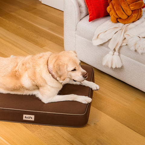 A dog lays on the orthopedic cocoa brown dog bed.