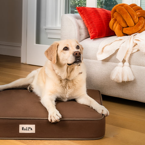 A labrador retriever lounges on the rollo dog bed in cocoa brown.