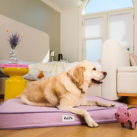 A dog sleeps on the lilac rollo pet bed in size large.