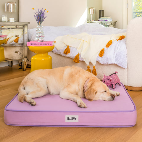 A dog sleeps on the Rollo lilac orthopedic lilac dog bed.