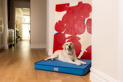 A Labrador retriever laying on the Neptune blue large pet bed.